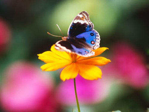Farfalla-fiore-butterflyflowers-1024x7682.jpg