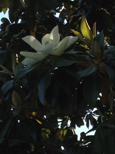 16 magnolia IMG_00146.JPG